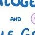 GCSE Chemistry Halogens And Noble Gases