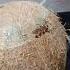 Coconut Cracking Hack You Didn T Know About