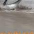 Beached Bluefin Tuna Thrashing In The Surf On Long Beach Island NJ Tuna
