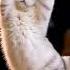 Dum Tak Dum Tak Miaomiao Funny Cute Funnyanimal Tomandjerry Cats Cartoon Dance