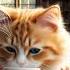 Brew Time With Mr Meow 5 Essential TONE Secrets You Need To Know