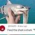 Feed The Shark A Shark