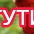 ТУТИ РИВОЯТ