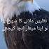 MZB Subscription Poetry UrduAnmaial Attitude