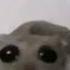 Sad Hamster Violin Meme Full Video