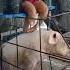 Love My Mother Pig Pig Hogger Animals Pigfeed Pigfarming Farming