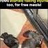 Just So You Know Adult Crows Are As Smart As A 5 Year Old Human