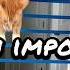 Cat Mission Impossible