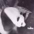 Pandas Can Accidentally Give Birth Interesting