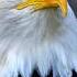 Eagle S Rebirth A Touching Story About A Second Chance