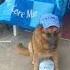 Cane Napoletano Animali Dog Pets Love Cani Sscnapoli Scudetto