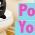 How To Potty Train Your Rabbit