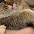 The Happiness Of Raising A Chubby Cat