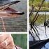 Beaver Hunting In Alaska Catching Grayling Northern Pike