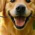 24 Hours Of Dog TV Calming Music For Dogs To Sleep Soothing Music For Anxious And Stressed Dogs