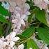 Дейція Монт Роуз Deutzia Garden Flowers
