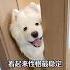 养了萨摩耶以后我才明白什么叫狗不可貌相 萨摩耶 萌宠 狗狗