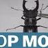 How Stop Motion Animation Began