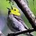 Hermit Warbler Song Calling Sounds