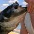 Trophy Bass Tries To Eat My Bluegill