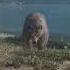 Days Gone No Baloo