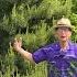 Niwaki Or Garden Tree Pruning