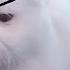 Funny Grumpy Cats Video Compilation