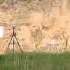 Berger 180 Hybrid Vs Berger 180 VLD Hunting Clear Ballistics Expansion Test