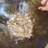 Wow Amazing Gold Mining The Most Clean River Water Stone Mud Cleaning Mining Gold Wonderful Work