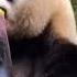 Panda Bamboo Eating Mukbang SOUNDS Shorts