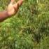 Uri Uri Baba Santali Verssion 9593205583