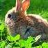 Sunny Bunny A Rabbit S Peaceful Moment In The Meadow Captured By SyntrackAI