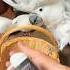 Cute Kaka2 Parrot Baby L Birds Mylovebird Cutebird Funnylovebird Cuteparrot Birdlove
