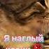 наглый котик спит в твоей кроватке