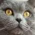 Мысли переполнены мурчащими котами Cat Thomas Britishshorthaircat Britishcat коттомас