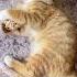 Cute Cat Videos Cat Videos Compilation 2022 106 Funny Cat Videos2022 Atb Animal Videos