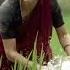 Fidaa Movie Best Since Fidaa Fidda Fidaamovie Sai Pallavi