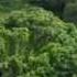 Amazon The Lungs Of Our Planet By BBC