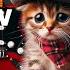 Miaw Miaw Miaw Sad Song