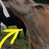 Odd Jobs In Between Rain Showers Maya Once Again Proves She Is A Crazy Heifer