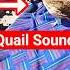 Quail Walking Around The Cage Quail Sound Batair Ki Awaz بٹیر کی آواز Quailsound Birds
