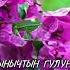 Сен өзүңдү сезсең болду бактылуу КУТМАН ТАҢЫҢАР МЕНЕН