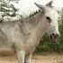 Donkeys Horses First Time