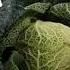 FOLKBEAT Cabbage 2019