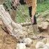 She Bought The Ducks And Told The Landowner About The Incident Where His Son Came To Take The Money