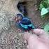 Discovery Of Nest Jumping Chicks Of Shrike Birds Birds Naturesvoice Beutybirds Nature Nest