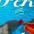 Дельфин целует девочку Dolphin Kissed A Girl Presented A Flower
