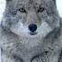 The Coyote Is The Wild Song Of North America Howl Animals Cayote Trending