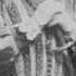Enrico Caruso La Donna E Mobile Remastered
