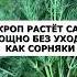 Укроп взойдёт за пять дней Растёт сам без ухода мощно как сорная трава огород дача сад урожай